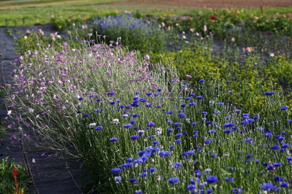 A flower field with rows of blooming cornflowers in shades of blue and purple, surrounded by green foliage and other flower varieties in the background.