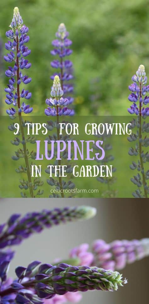 tips on growing lupines pin