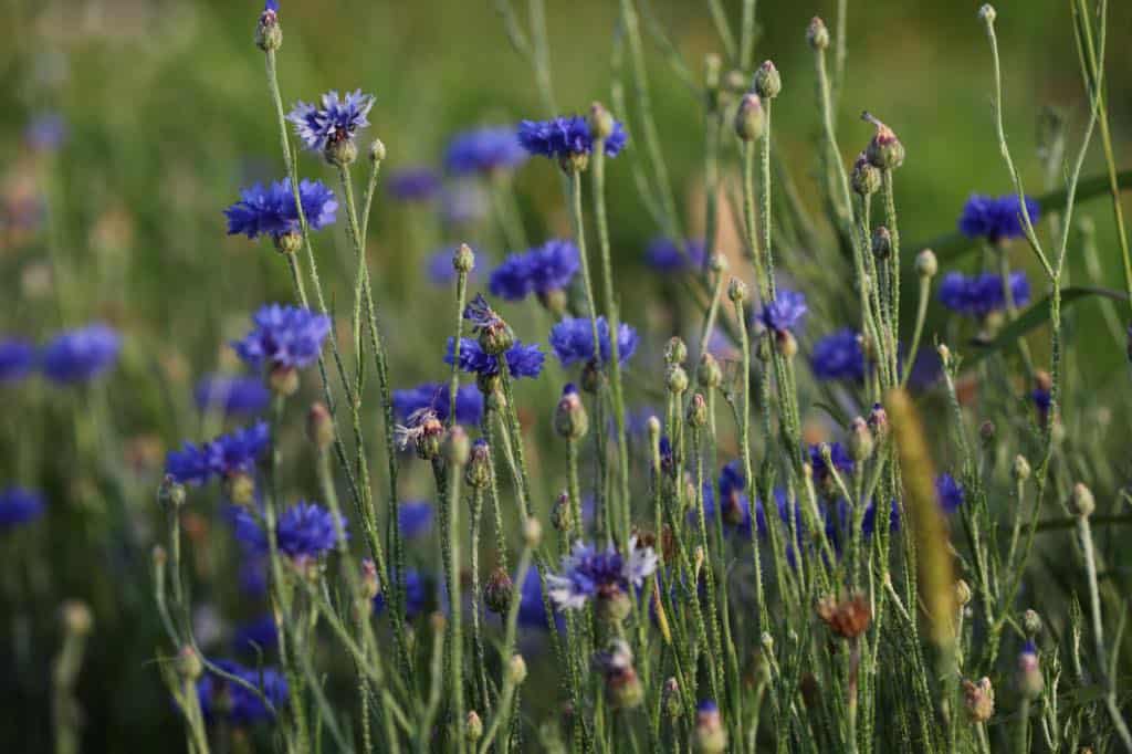 Bachelor Buttons Florist Blue Boy in the garden