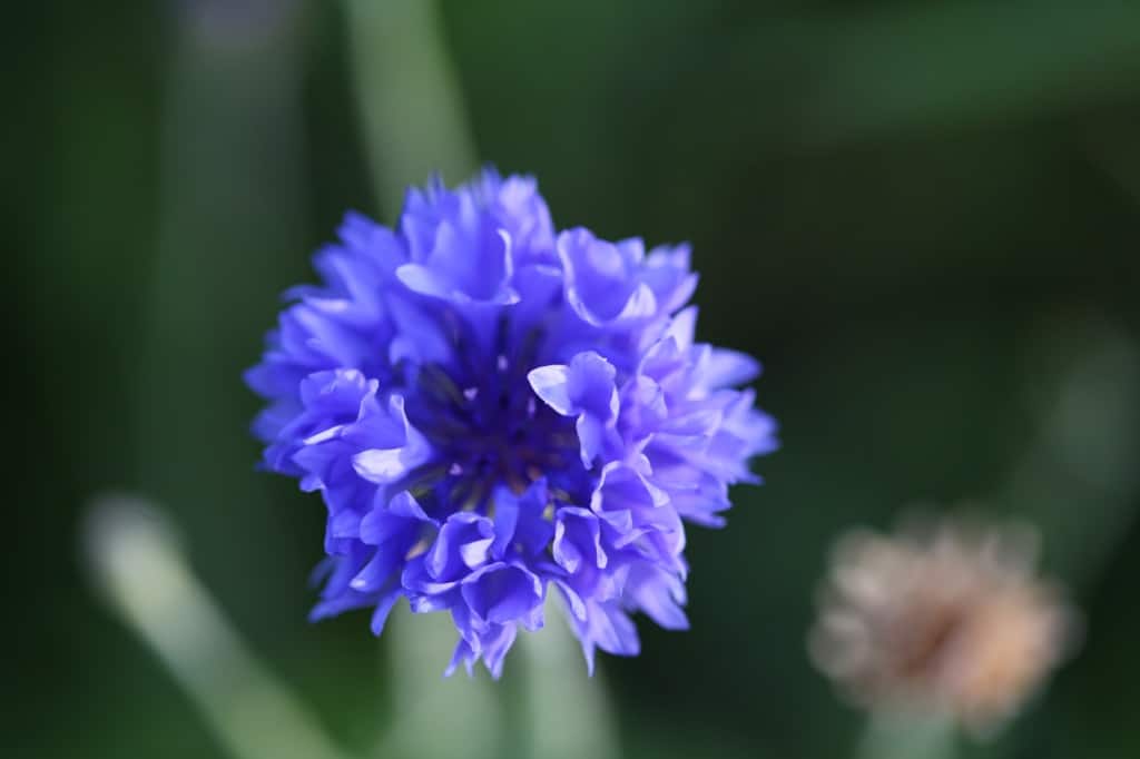 a closeup of a blue Bachelor Buttons flower