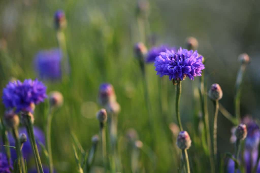 Bachelor Buttons are very easy to grow