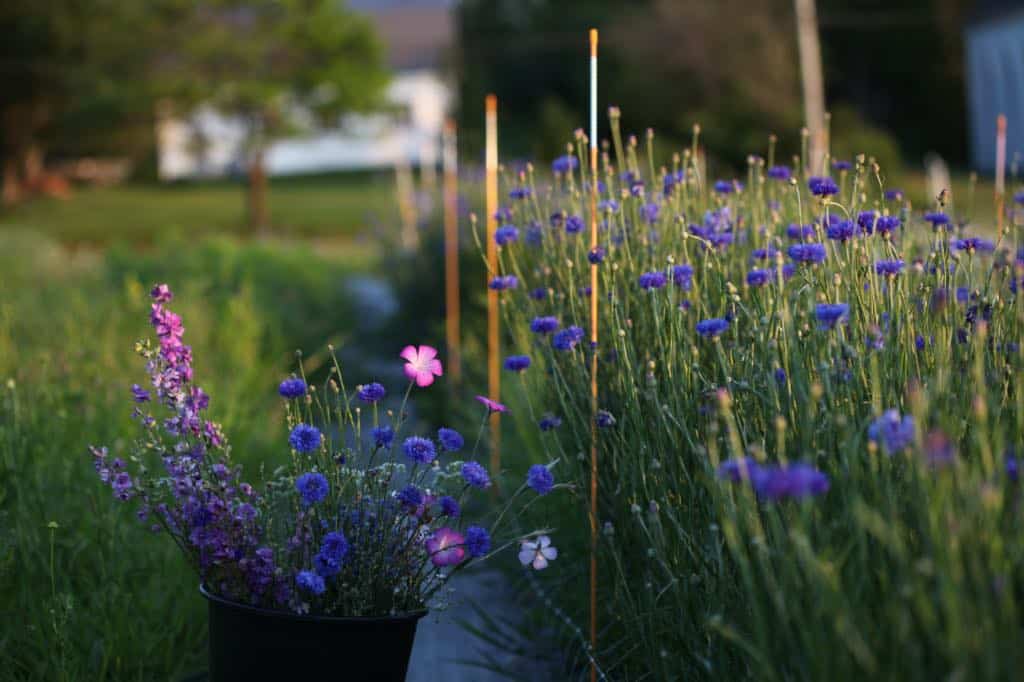 Bachelor Buttons growing in the field with other flowers