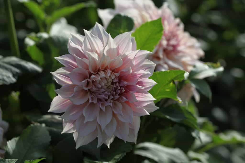 Cafe Au Lait Dahlia