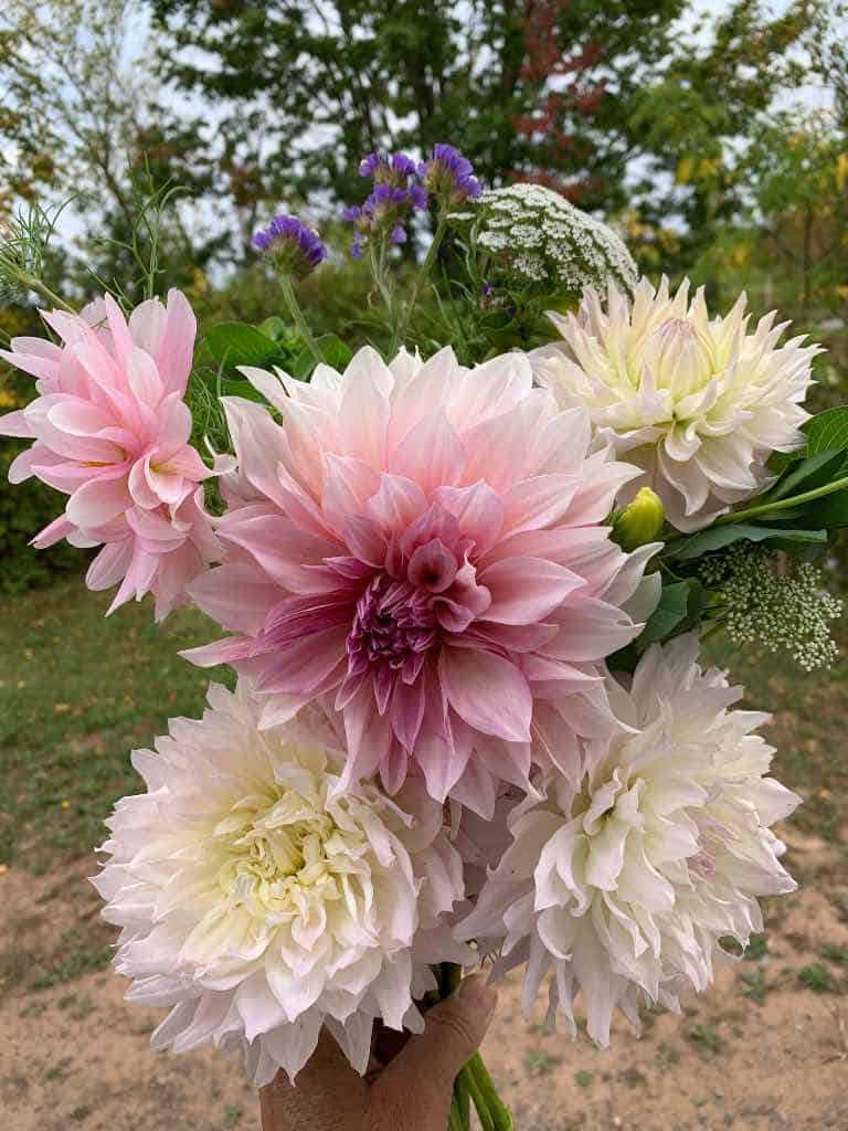 Cafe Au Lait dahlia In a Bouquet