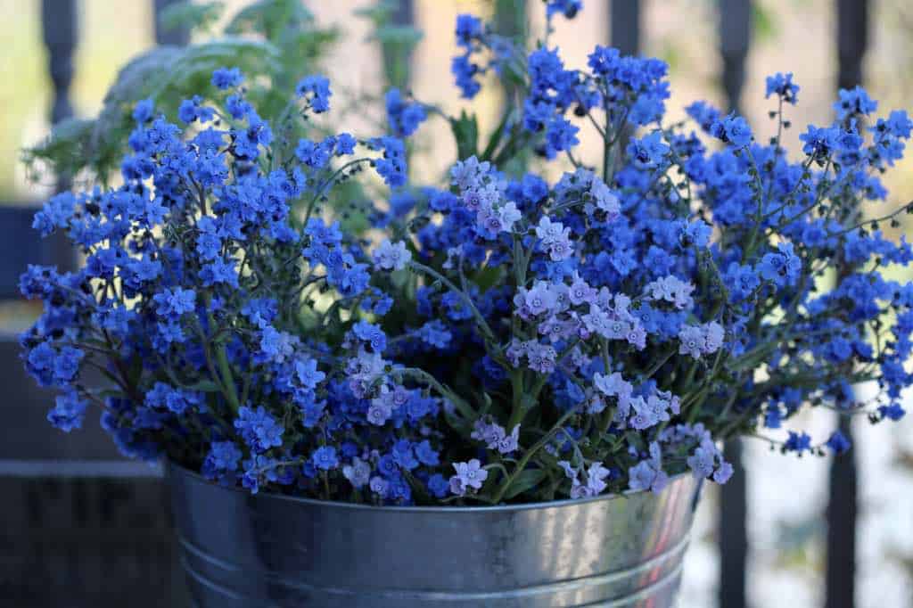 Chinese Forget Me Nots in a bucket