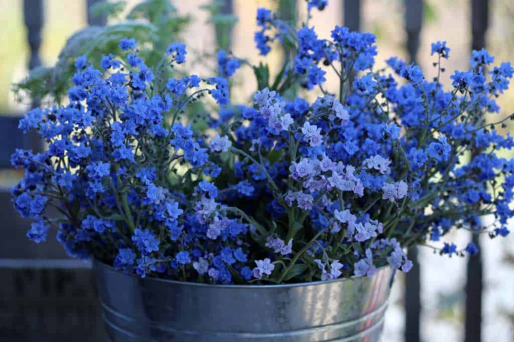 Chinese forget me not flowers in a bucket