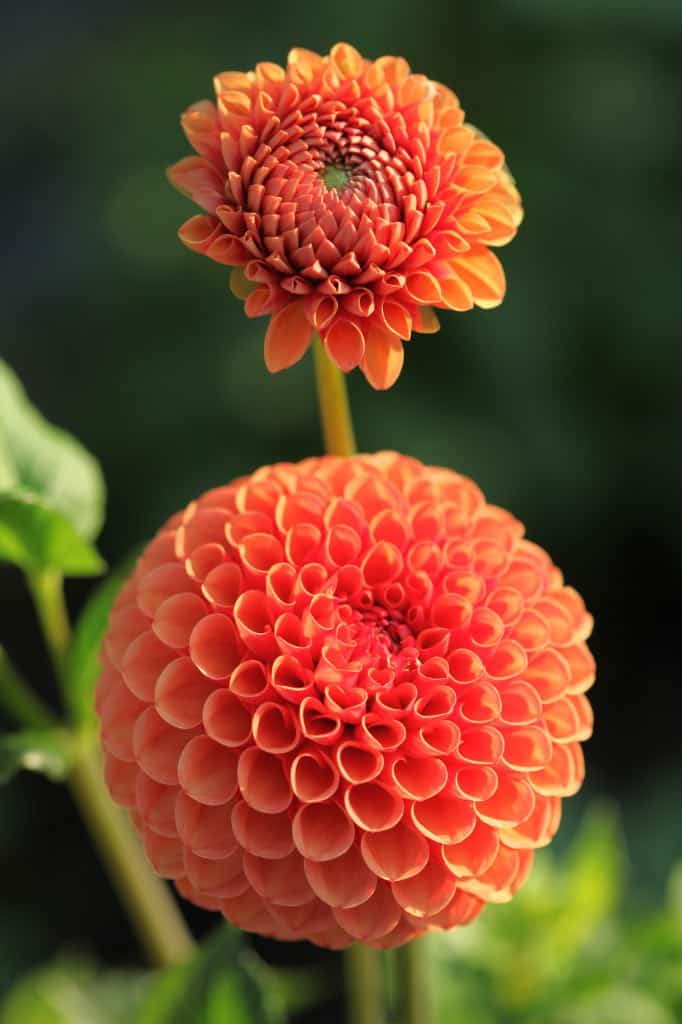 a round orange flower