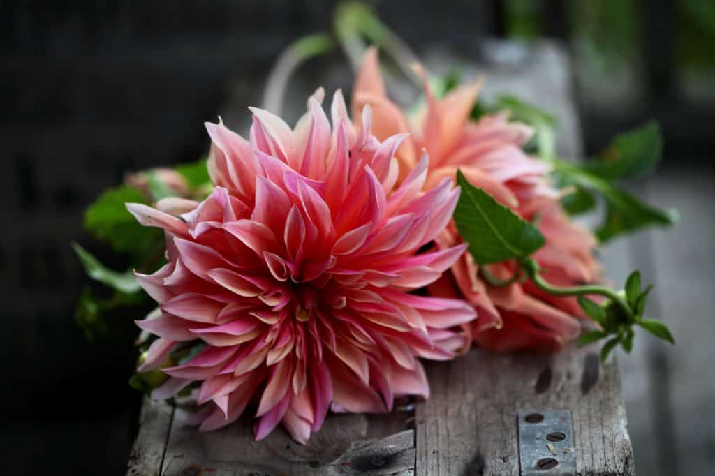 a bouquet of dahlias on a wooden crate