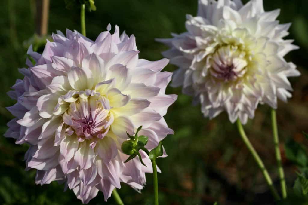 KA’s Cloud Dahlia