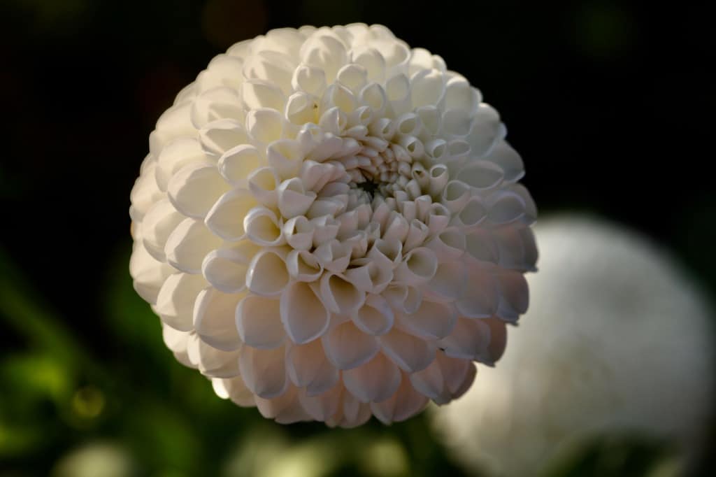 a round white flower