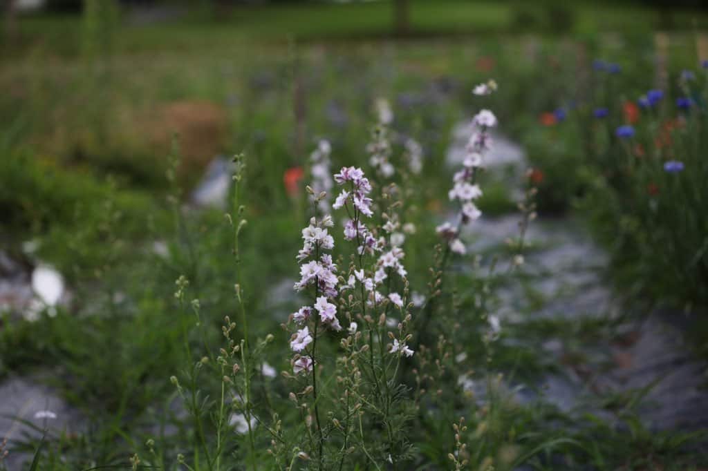 Larkspur in the garden, a cold hardy annual plant