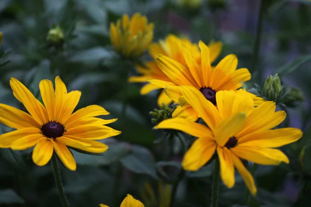 Rudbeckia Black Eyed Susan