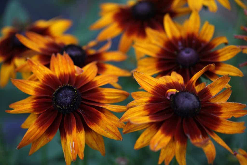 Rudbeckia Cherokee Sunset