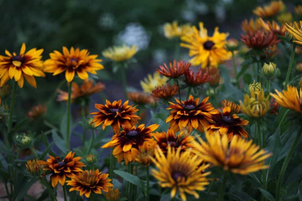 Rudbeckia Cherokee Sunset