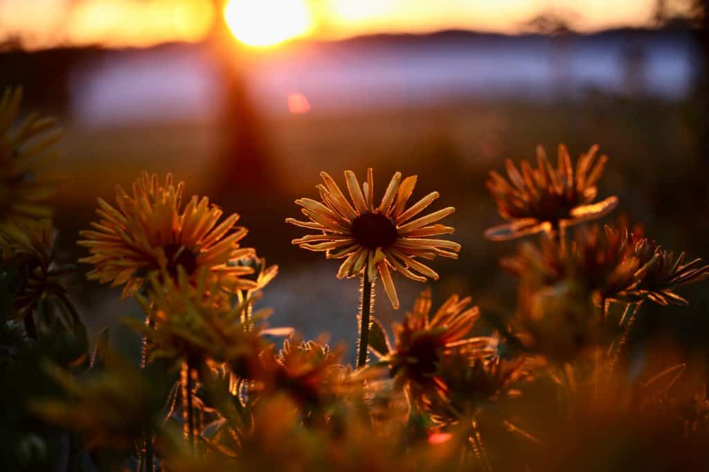 Rudbeckia Chim Chiminee