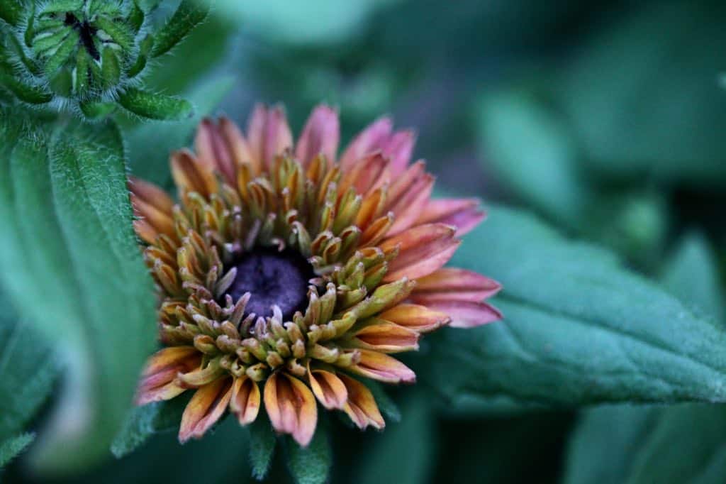 Rudbeckia Sahara