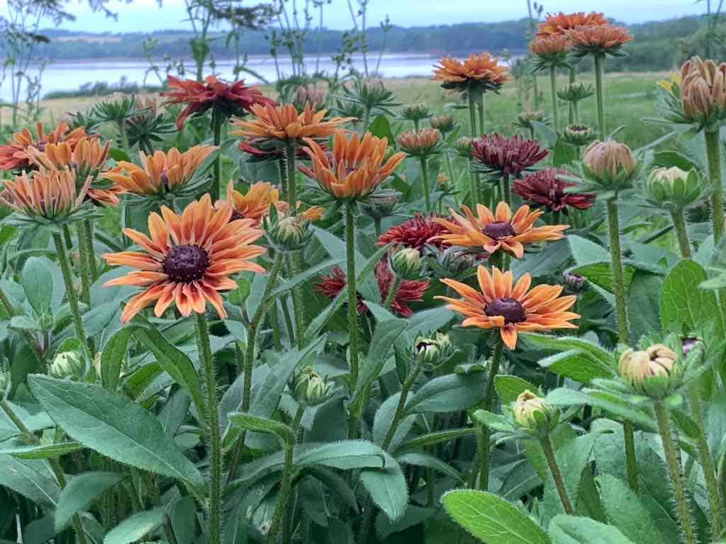 Rudbeckia Sahara, second year growth!