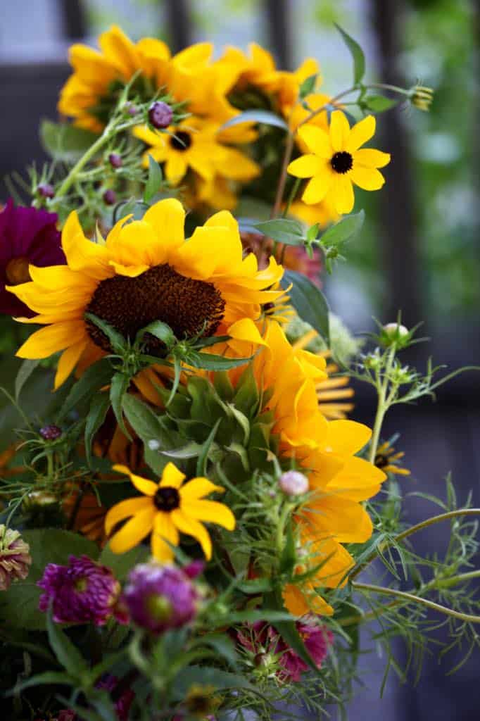 Rudbeckia Triloba-Small yellow blooms in the photo of the bouquet to the right.