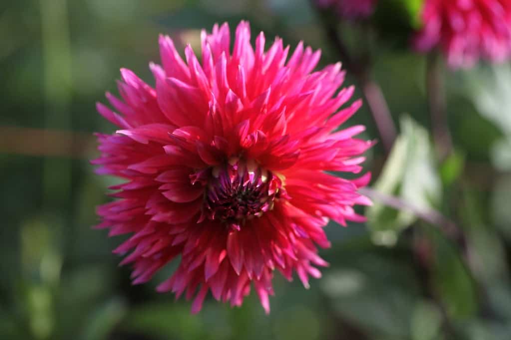 Sonic Bloom Dahlia