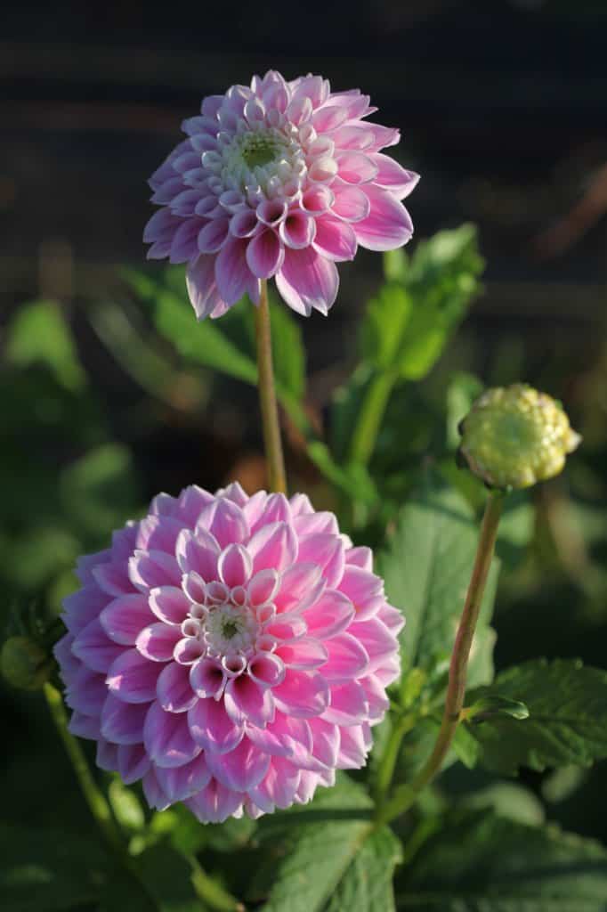 Sweet Love dahlia in the garden