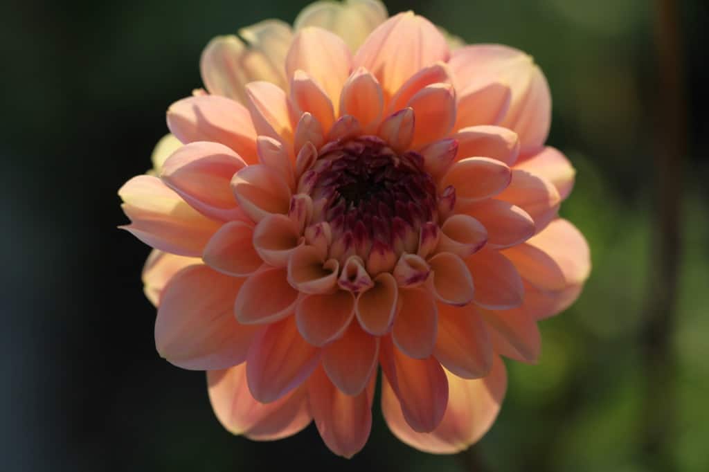 Wine Eyed Jill Dahlia