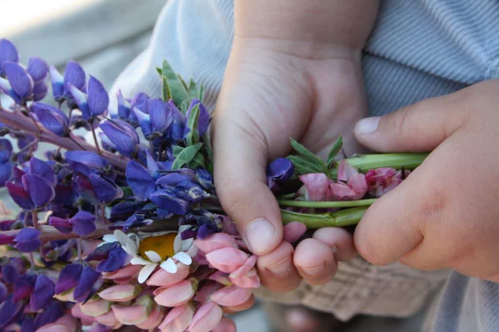 a bouquet of lupines in little hands