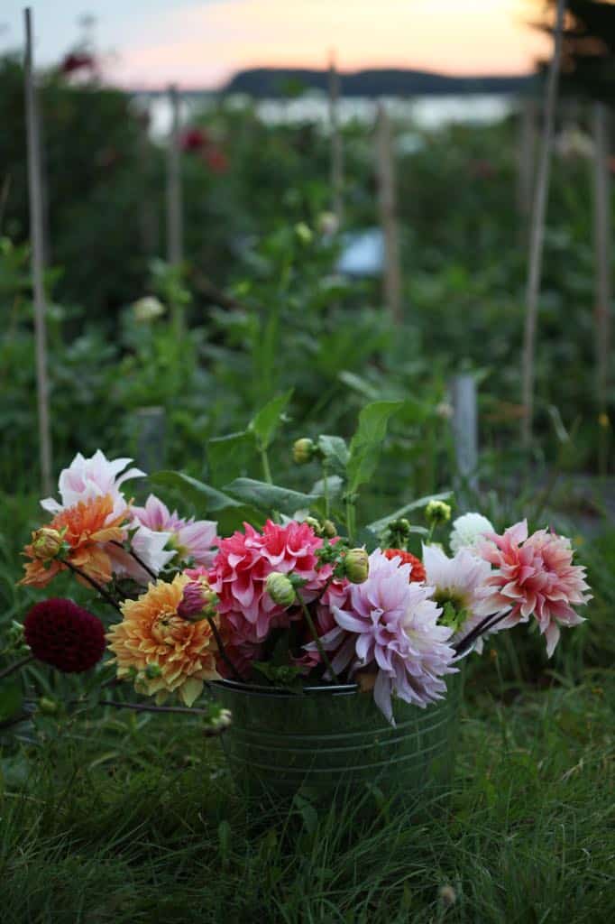 colourful flowers in a bucket in the field