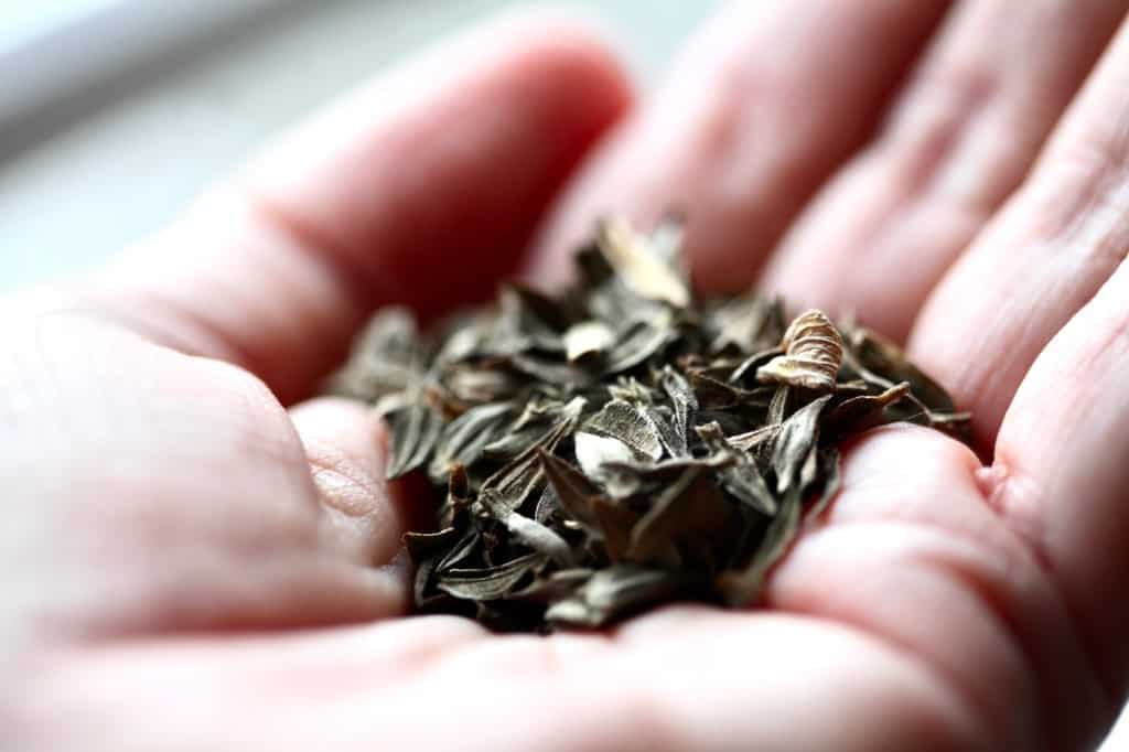 a handful of zinnia seeds collected from the garden