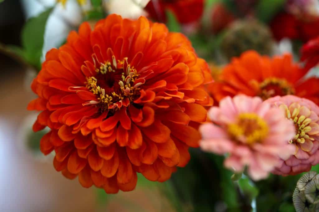 a mixture of zinnias