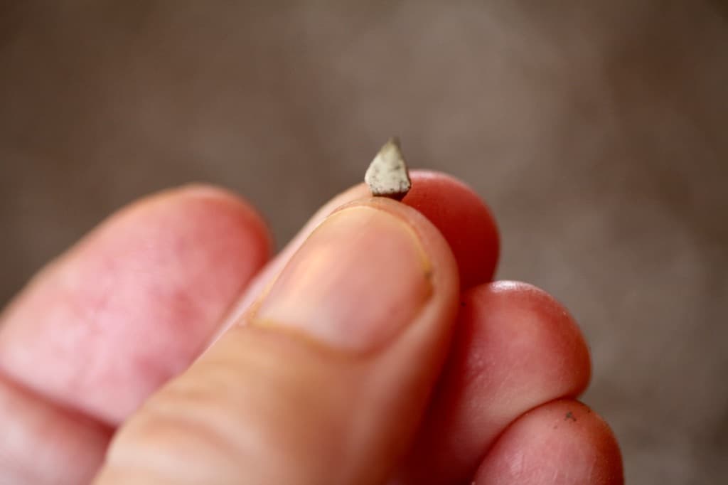 a hand holding a single zinnia seed