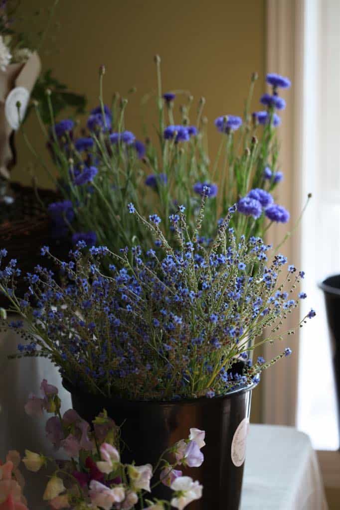 Chinese forget me nots in a bucket in a floral display