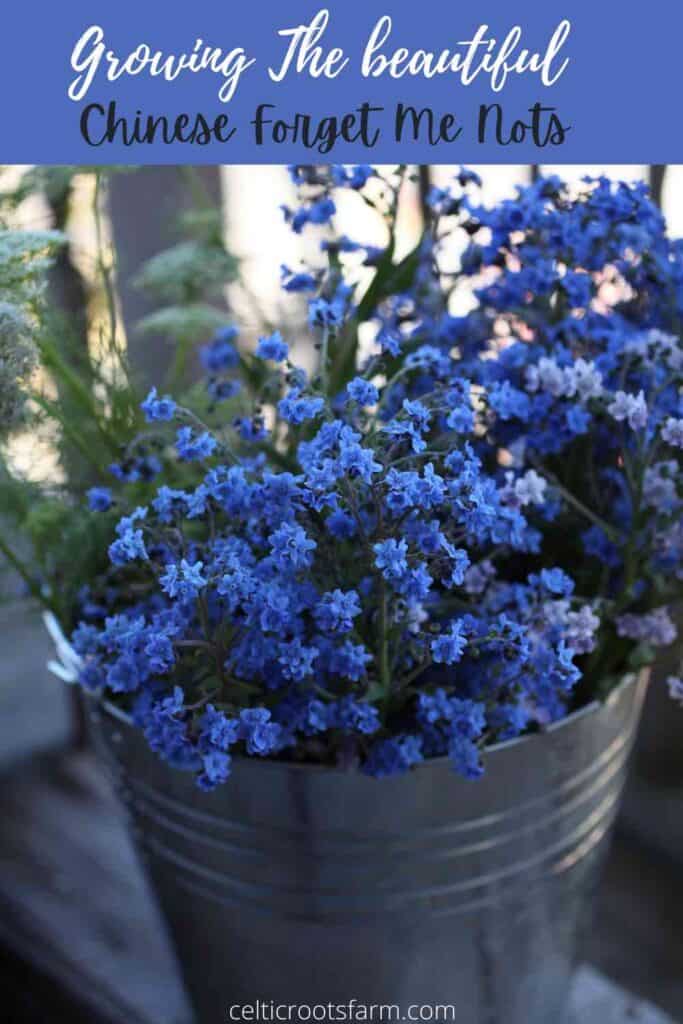 Chinese Forget-Me-Nots 'Blue Showers' – ANTONIO VALENTE FLOWERS