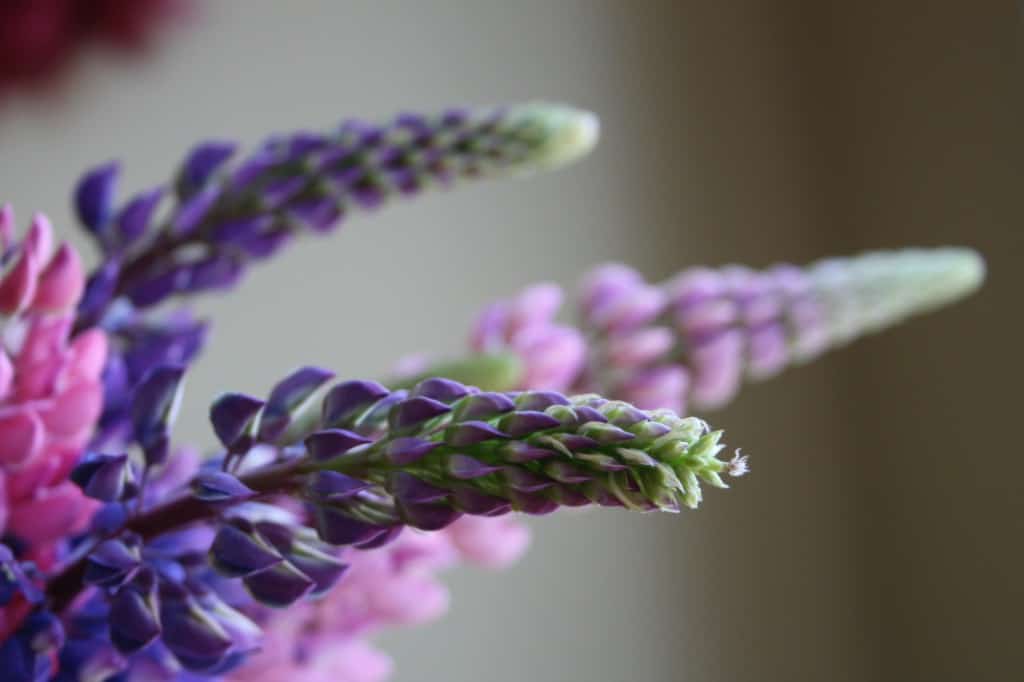 colourful lupines