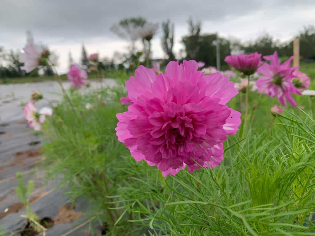 pink cosmos flowers grown in the field as cut flowers