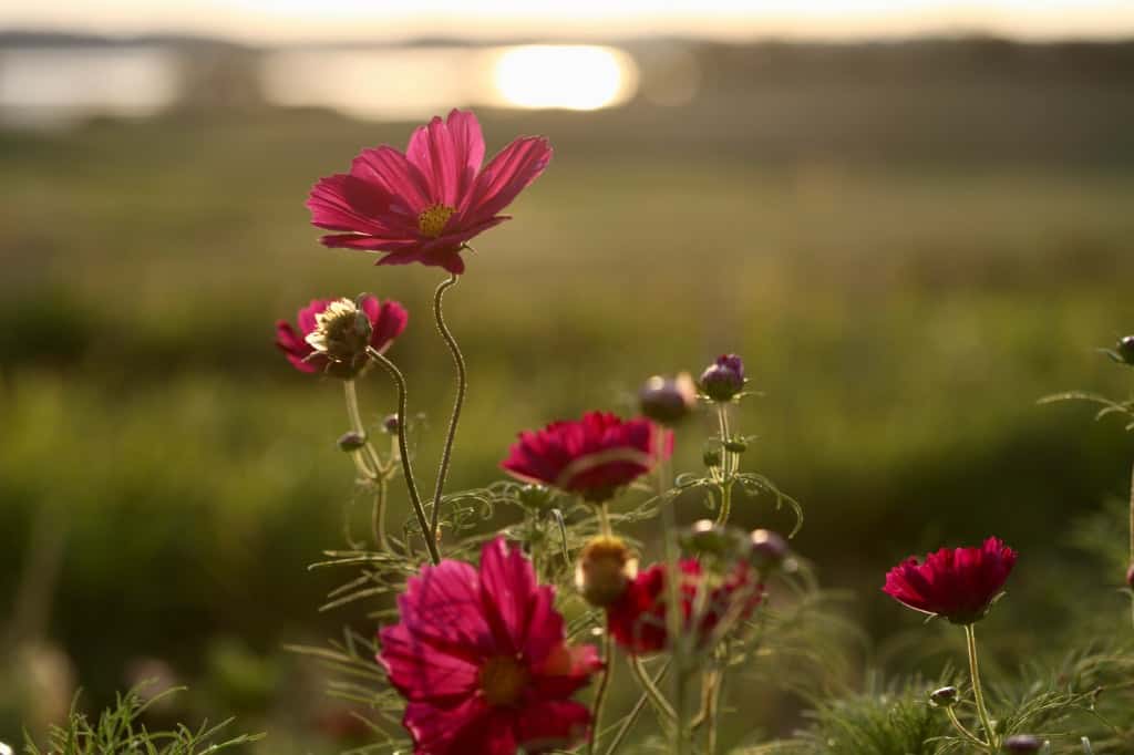 deep pink cosmos in the field grown as a cut flower