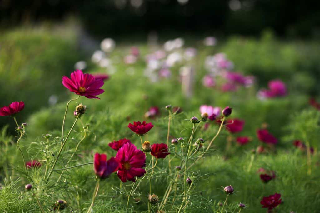 red and pink cosmos in the field