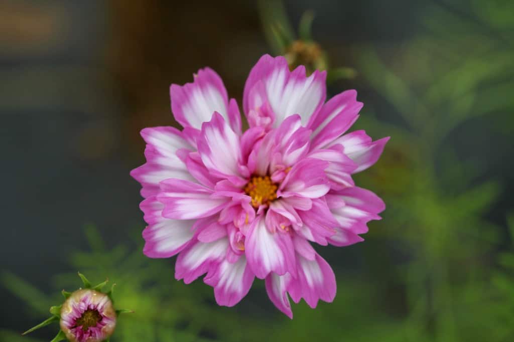 a pink and white cosmos flower in the cut flower garden