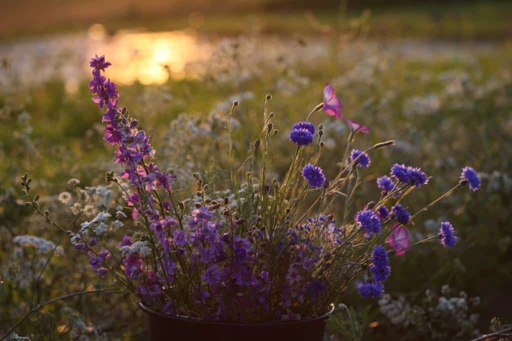 a bucket of flowers in the garden