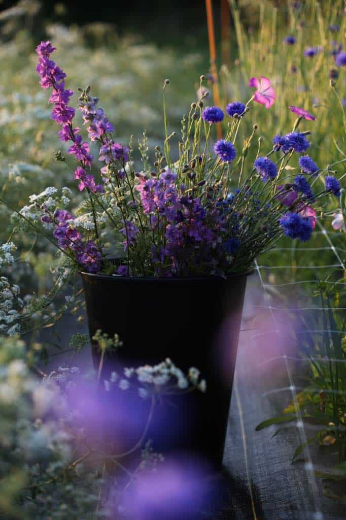 hardy annuals Larkspur, Bachelor Buttons, Agrostemma, and White Ammi ( False Queen Anne’s Lace )