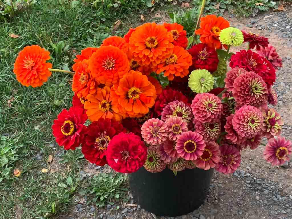 colourful zinnias in a bucket, discussing tips on growing great zinnias