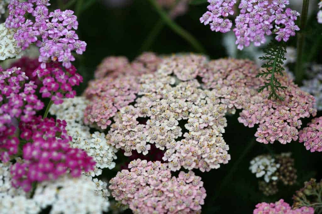 colourful yarrow blooms closeup