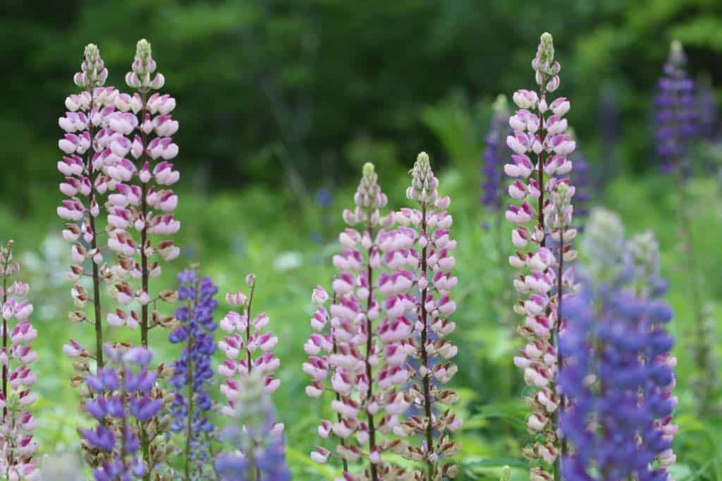 lupine flowers in a field