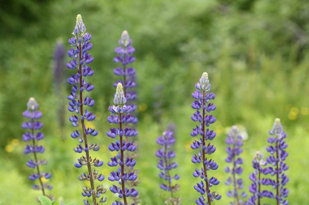 lupines can be deer resistant as some tips for growing lupines