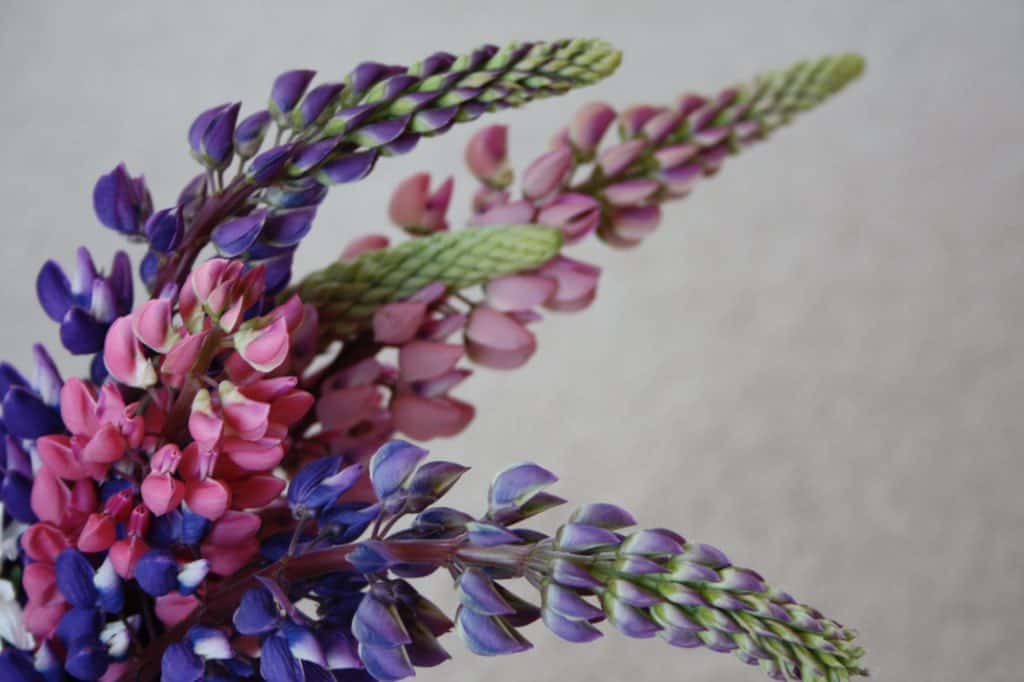 colourful lupines in a bouquet- tips on growing lupines
