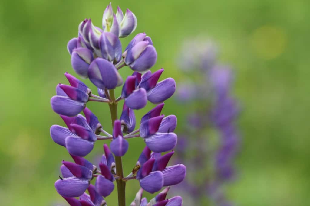 a purple lupine against a blurred green background