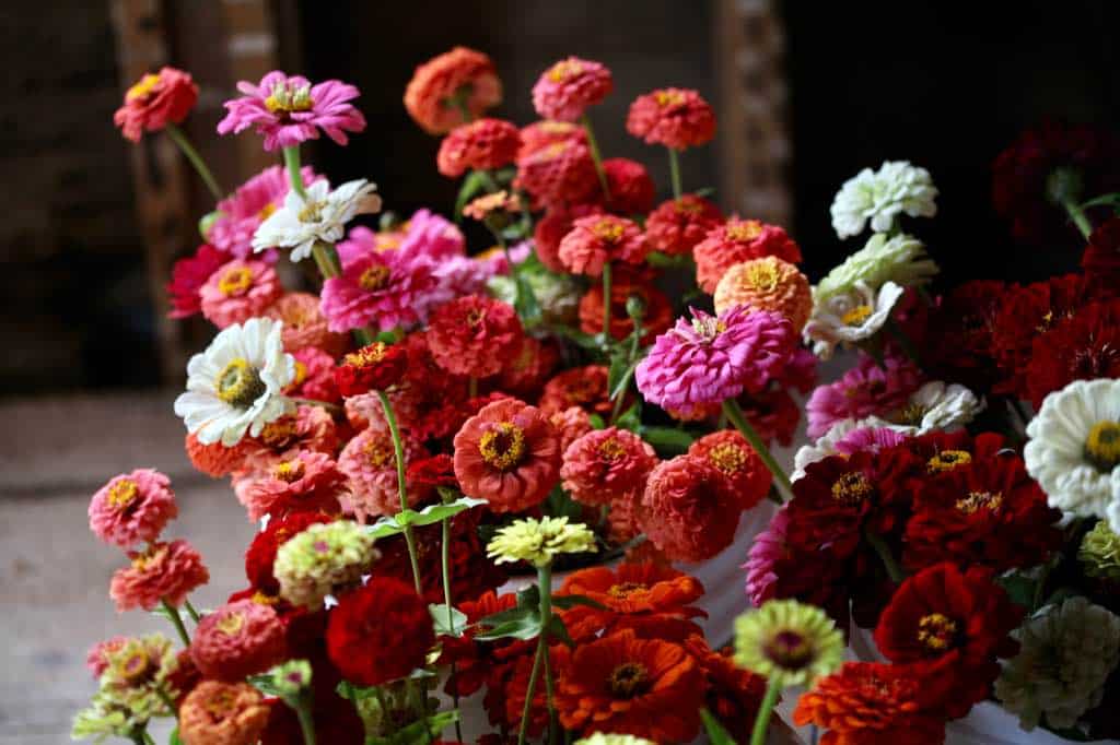 many colourful harvested zinnias discussing tips on growing great zinnias