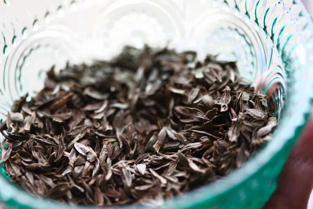 many zinnia seeds in a bowl for planting