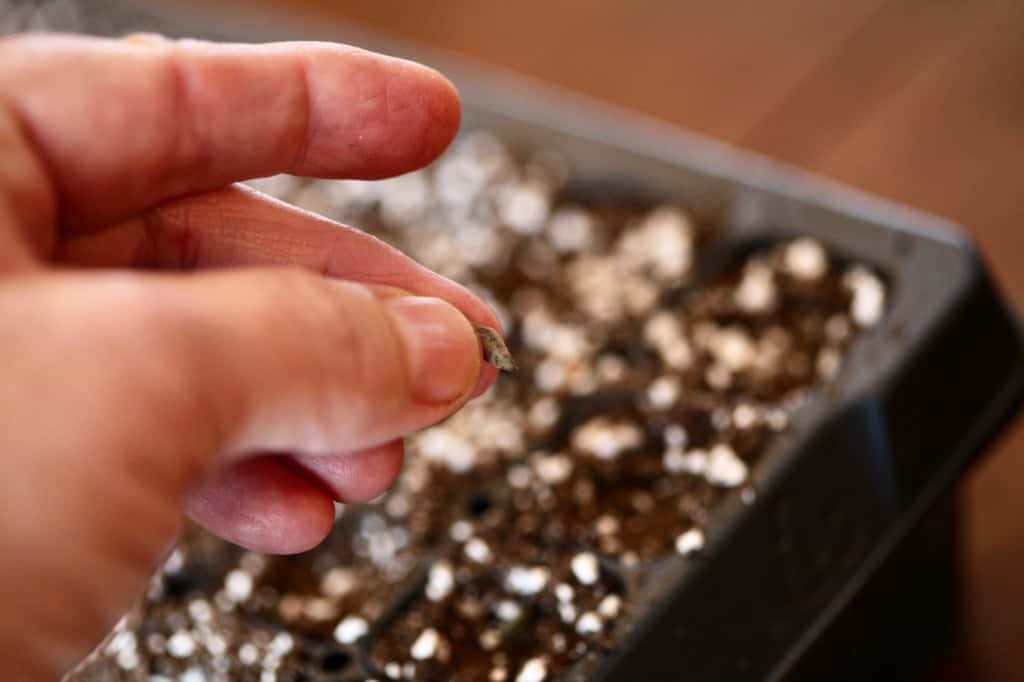 planting zinnias indoors, discussing tips on growing great zinnias