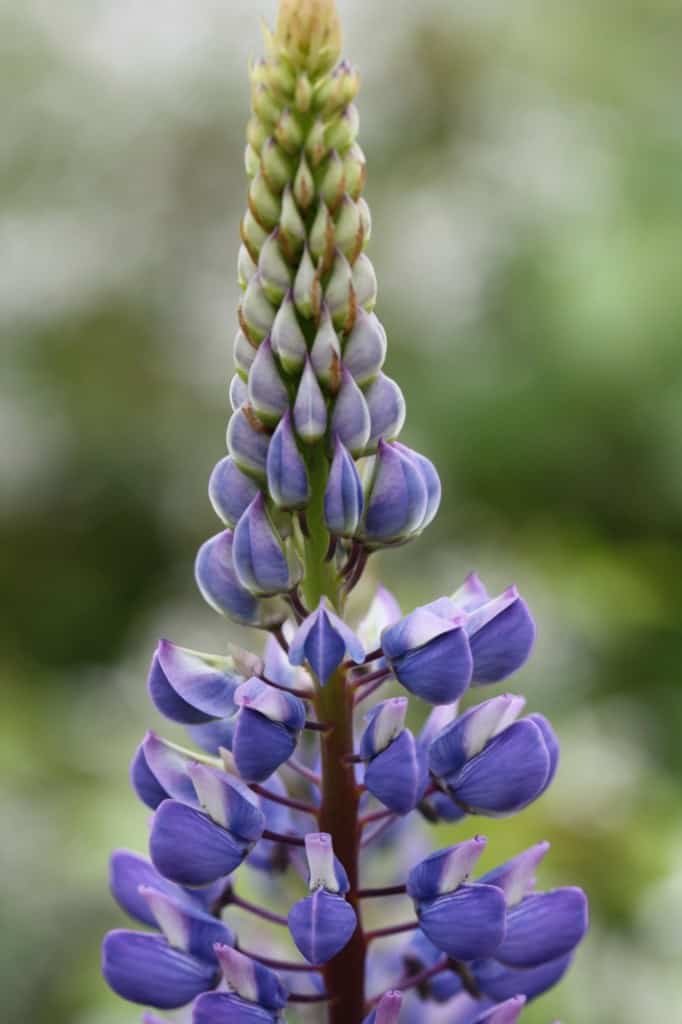 purple lupine flower