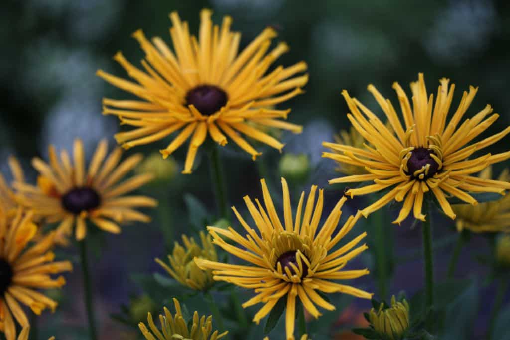 Rudbeckia Chim Chiminee